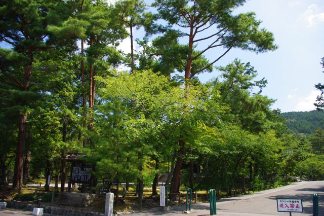 南禅寺の中へ。セミが鳴き真夏の暑い陽射しの中、緑の木々がきれい。