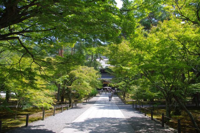 三門から法堂（はっとう）へ向かう道。両脇の緑の木々が美しい。