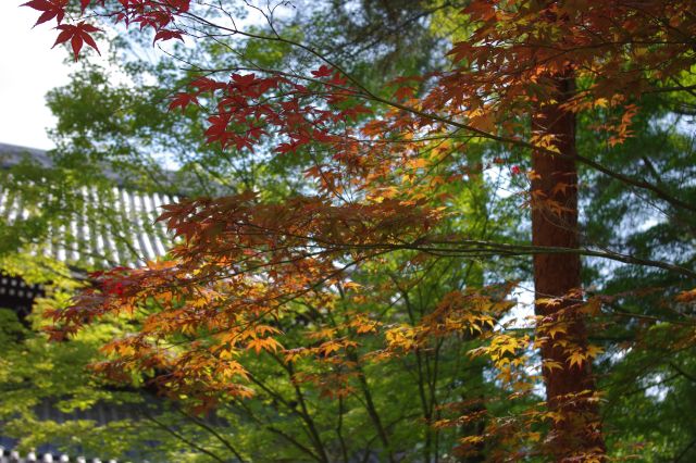 一面緑の木々の中、オレンジ・赤色に色づいた紅葉を発見！