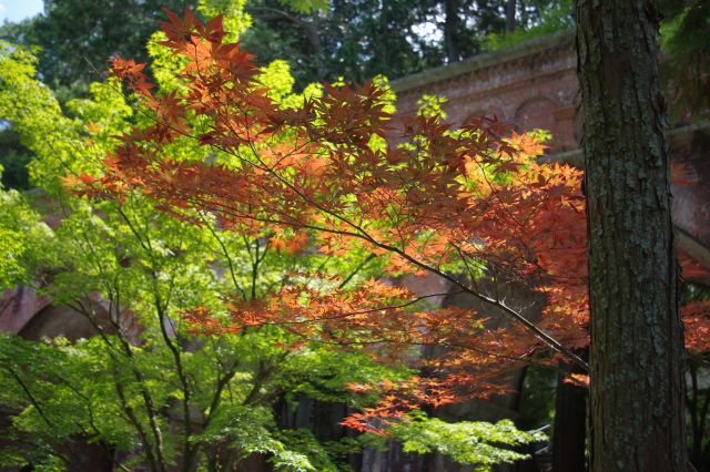 再び水路閣へ。法堂前同様に色づいた紅葉を発見。