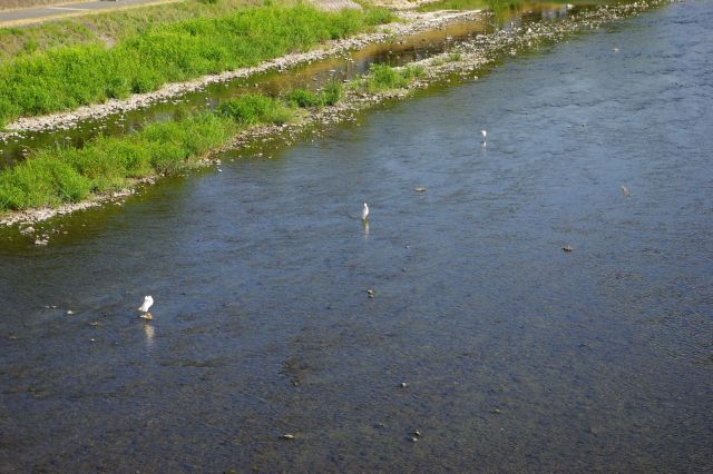 川底が見える透明な水、石の上で水鳥が休む。