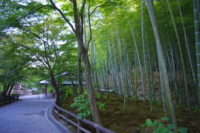 竹林を横目に北門方向へ進んで行きます。