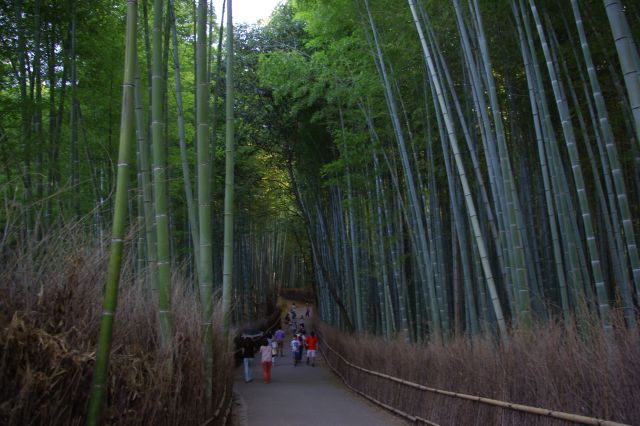 大河内山荘に向かう方向は道の両側に幻想的な竹林が続く。