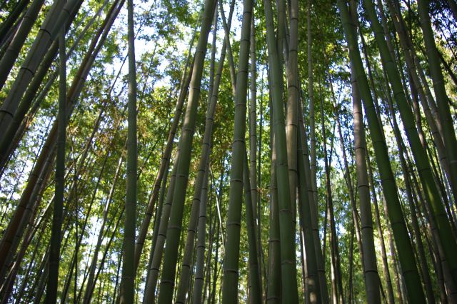 竹を見上げると木漏れ日が美しい。