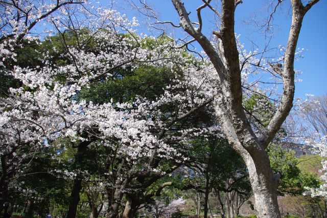 「ハナミズキ林」で、数は少ないですがようやく桜を見られました。