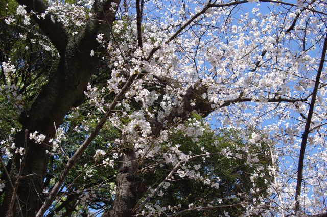 満開の薄ピンク色の桜、幹のこげ茶色、木の葉の深緑、空の青と様々な色が混在して映えます。