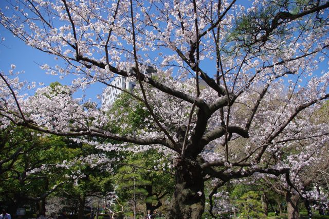 緑と青によくマッチする桜色。