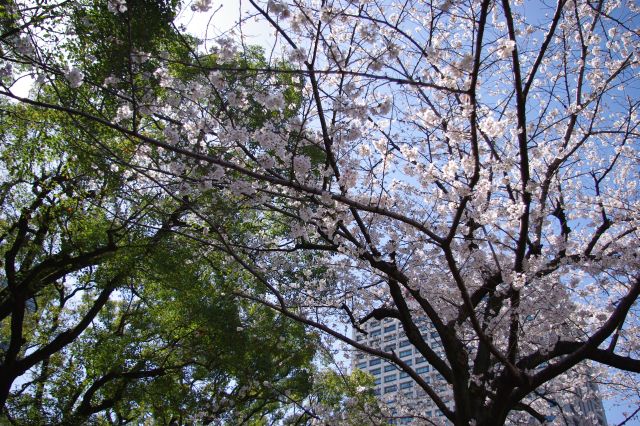 緑と一緒だと桜はより映えます。