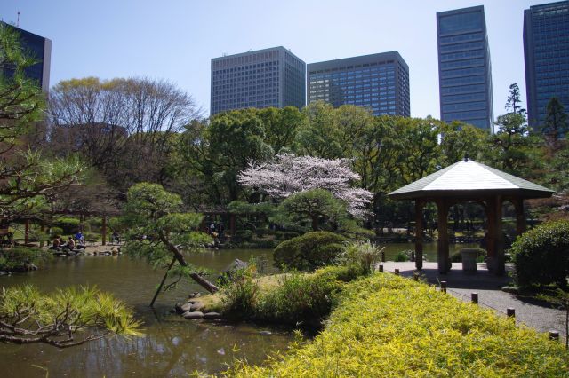 青空の気持ちよさと、様々な緑色が目に優しい。