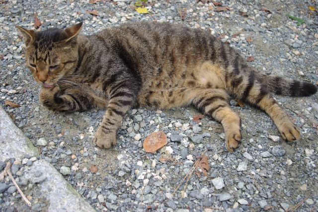 再び山を下って行きます。茶屋街に居た猫、足にすりすりしてきた！