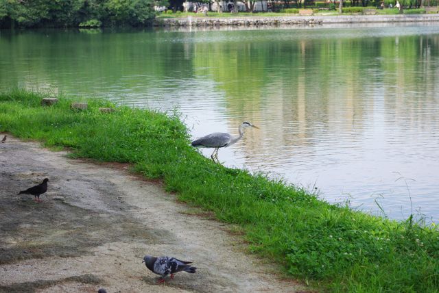 鳥達が集まっていました。近くに小島に飛んで行ったり。