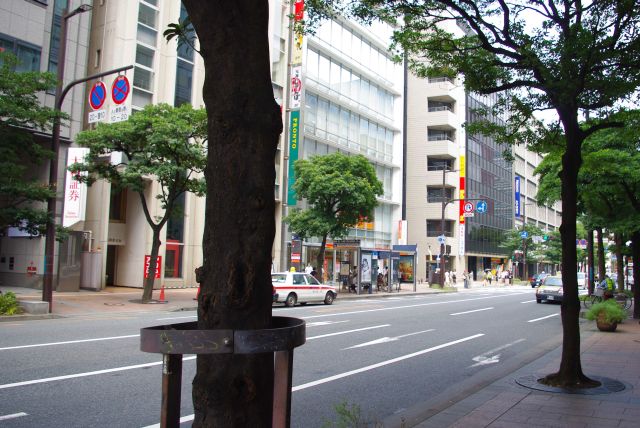 右折して街路樹が心地よい明治通りを進みます。