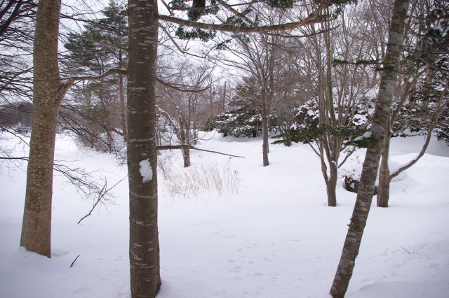 深い白い雪の散策路。