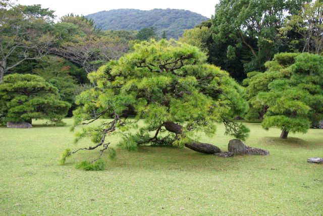 神苑には美しい松の木々。