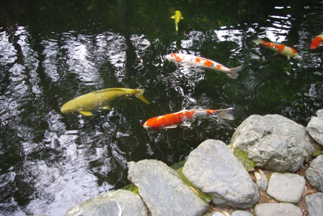 参集殿前には大きな鯉のいる池。