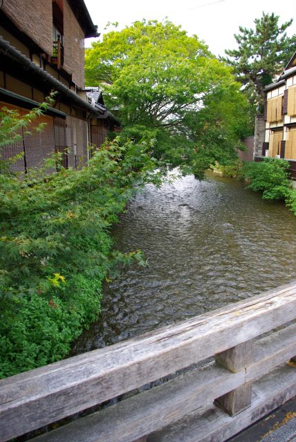 巽橋付近の祇園新橋から白川の北側へ進む。川は街中に続きます。