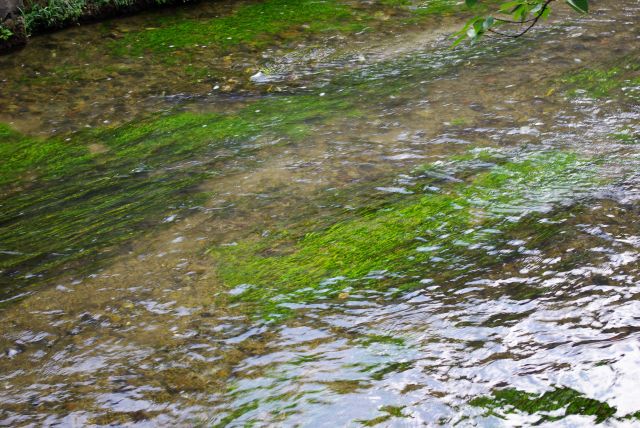 透明な水に水草がなびく。