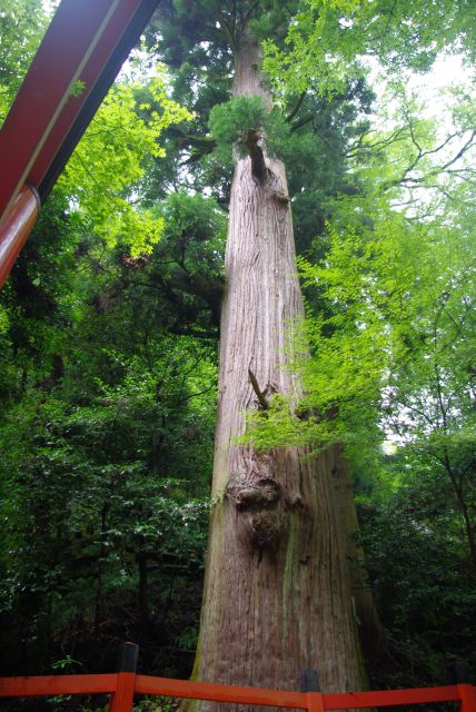 門の横の立派な巨木。