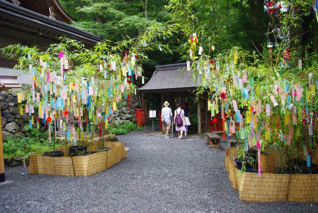 沢山の人の願い事の笹飾りでいっぱいの境内。