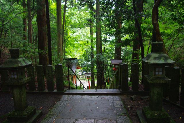 暗い林の中の木漏れ日が美しい！清い空気感も心地良い。