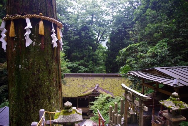 振り返ると美しい緑の中の斜面状の神社。