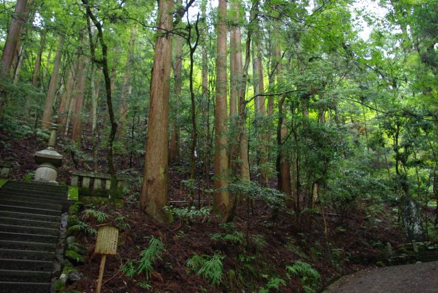 小雨の中、心地よい澄んだ空気の豊かな森を登る。