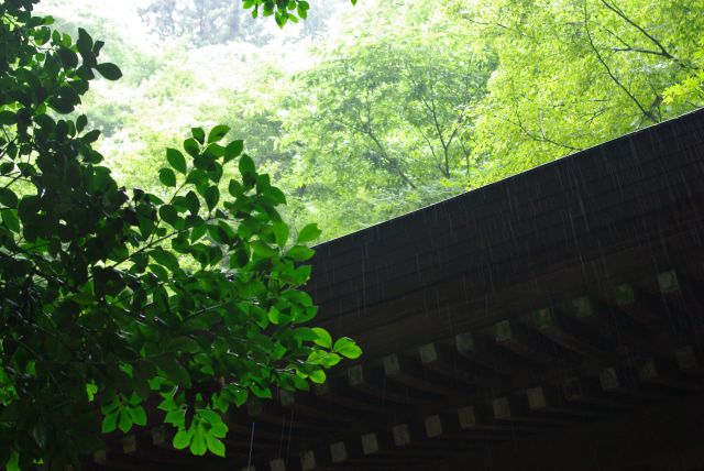 雨と森に差し込む光が美しかった。