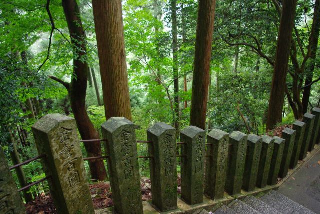 雨で良かったと思える風情ある美しい森の中を行く。