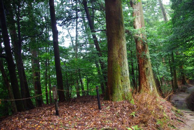 自然豊かな山道が続く。