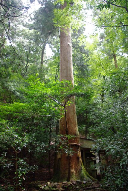 道の脇には義経堂と大杉。