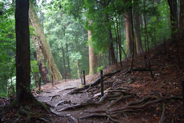 木の根が地面を這う道。少し霧がかってきた。