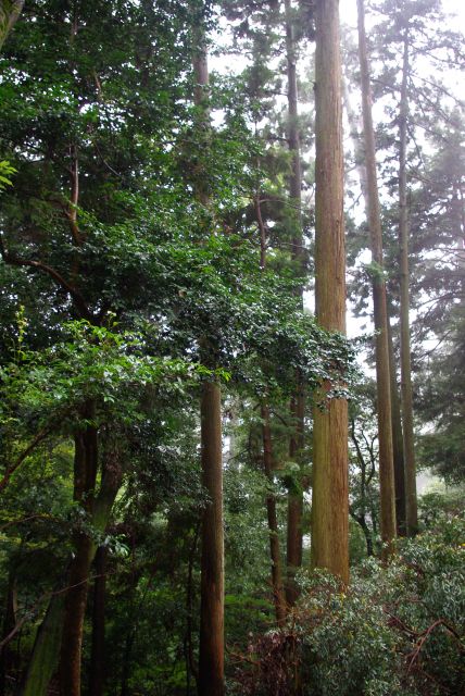 急な傾斜地に高い杉が並ぶ、