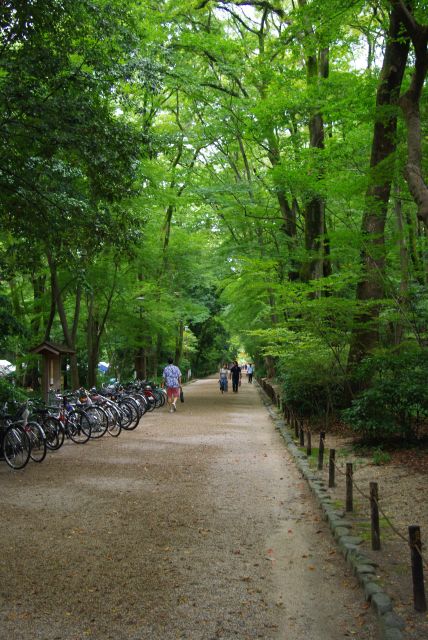 緑あふれる糺の森。