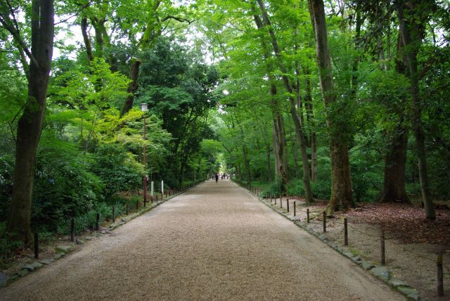 糺の森へ、セミが鳴き高木の緑が心地よい。