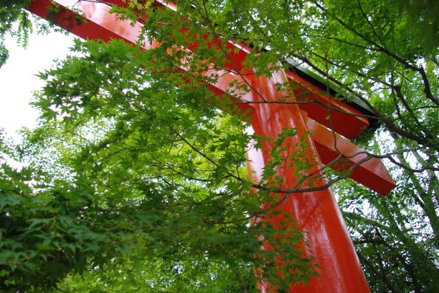 緑の紅葉と戯れる西側の鳥居。