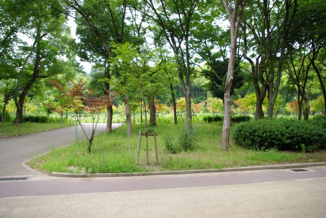 小雨の林道を歩いていきます。