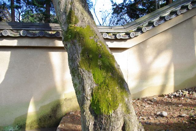 木に生えた苔が美しい。