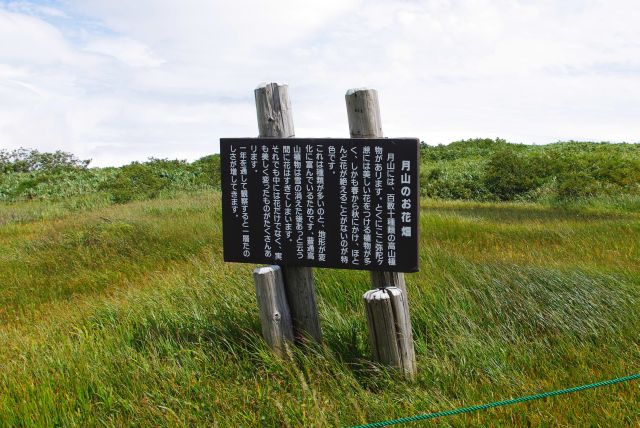 月山のお花畑の解説。