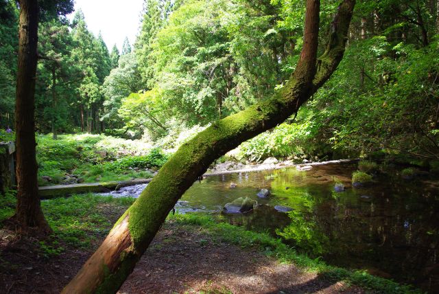 川の広がった所へ到着。涼しくて気持ちよい自然の中。