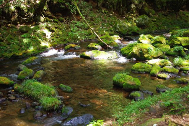 透明な水、岩に生えた苔が魅力的。