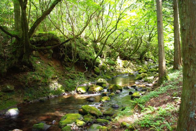 自然の川と木漏れ日の美しい風景。