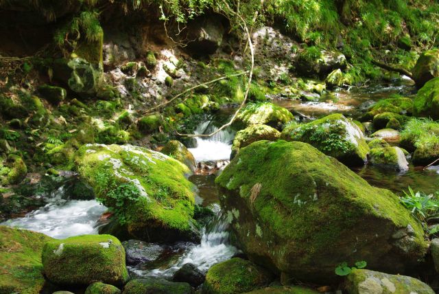 苔の生えた生々しい岩を流れる水。