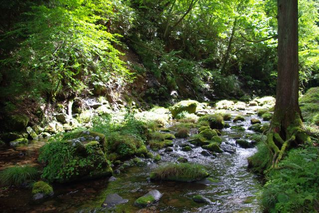 緑に包まれた世界を進んでいく。