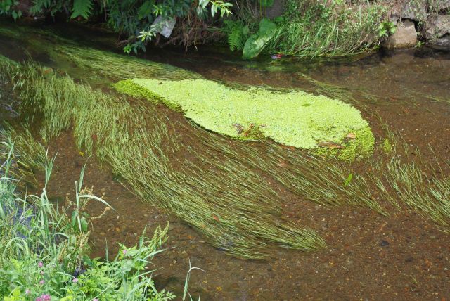 透明な水になびく水草がきれい。