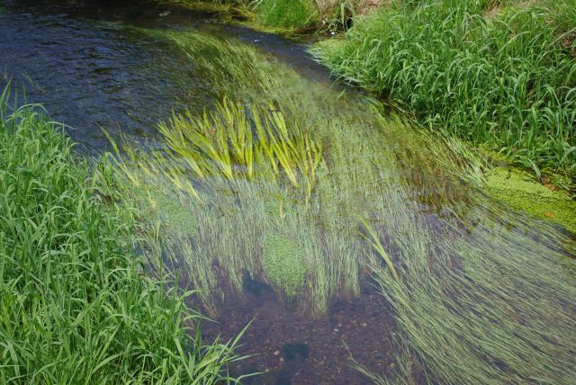 透明な水になびく水草がきれい。