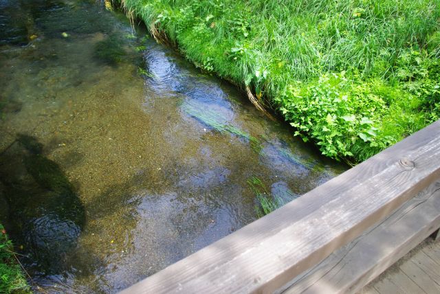 橋から見下ろす水がきれい。