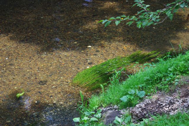 きれいな水は冷たくて夏には気持ち良い。