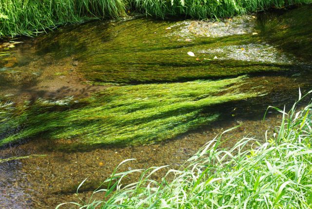 再び川を戻ります。水になびく水草がきれい。