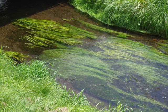 水になびく水草がきれい。