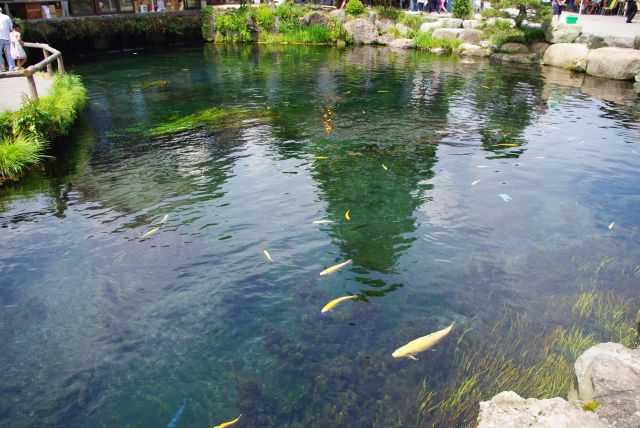 忍野八海の中心的な中池ですが人工的に造られたものです。